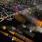 Ragnatele | Foto R. Pegolo 